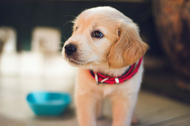 How to Deal with Puppy Separation Anxiety