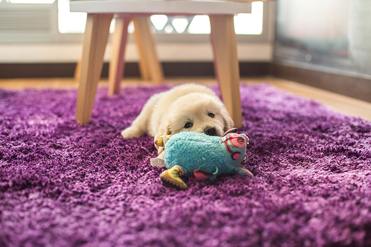 Schedule Exercise and Playtime for Your Puppy