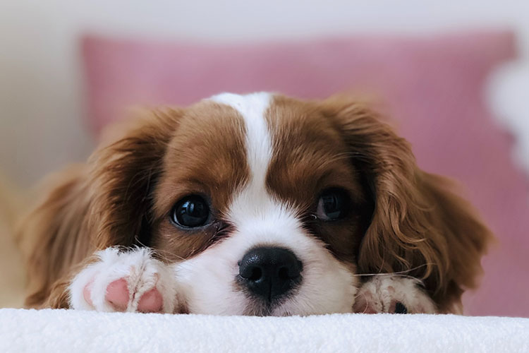 How to Deal with Puppy Separation Anxiety