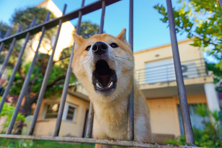 How to Stop Your Dog From Barking Excessively