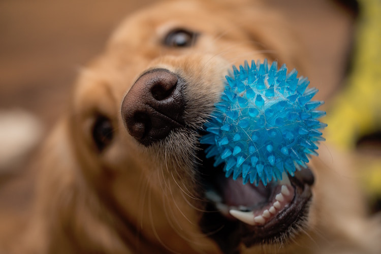 How Chew Toys helps to Stop Your Puppy Biting