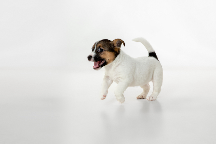What are the Signs Your Puppy Needs to Go Toilet