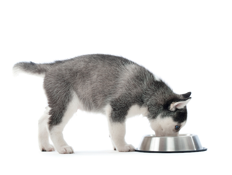 How to Monitor Your Pet's Diet