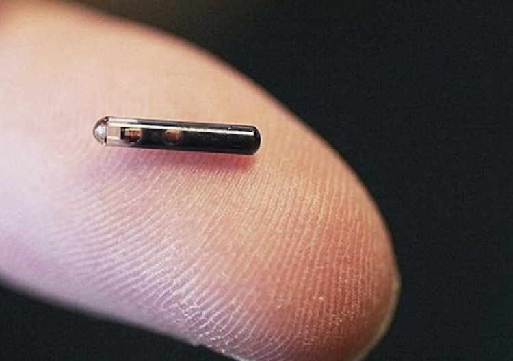 What Does A Pet Micro Chip Look Like