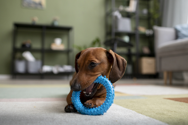 How to Comfort Teething Puppy