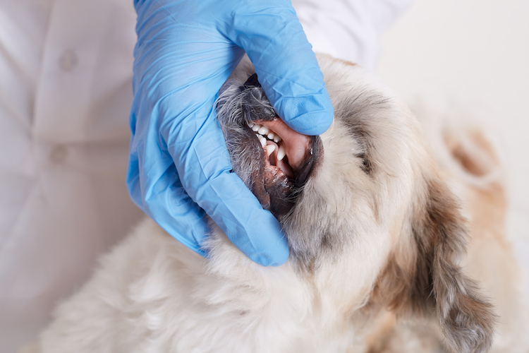 Senior Dogs Dental Health Is Important