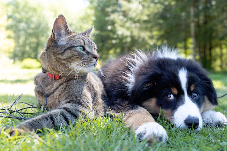 Identify Common Dog and Cat Diseases