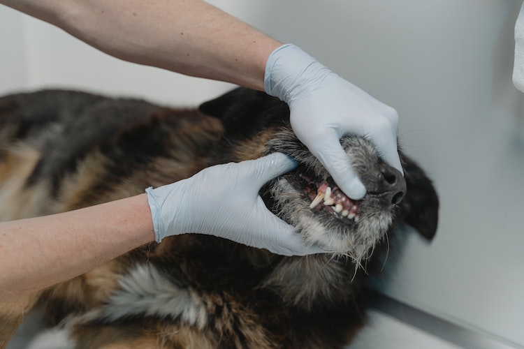 Dental Disease of Dogs and Cats