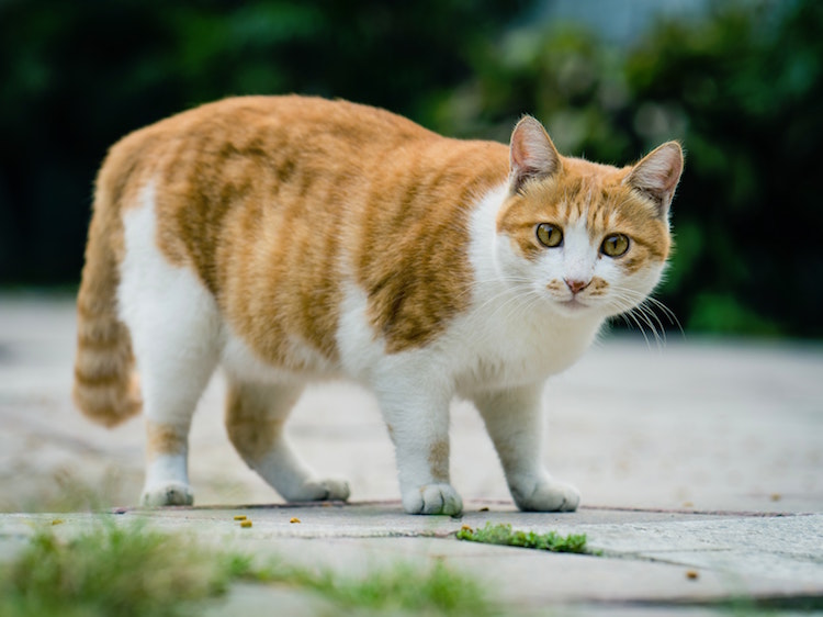Obesity in Dogs and Cats