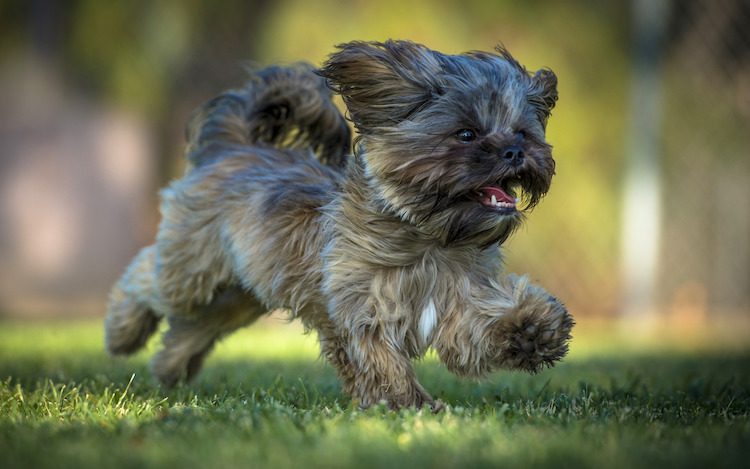 What Causes Zoomies In Dogs And Cats