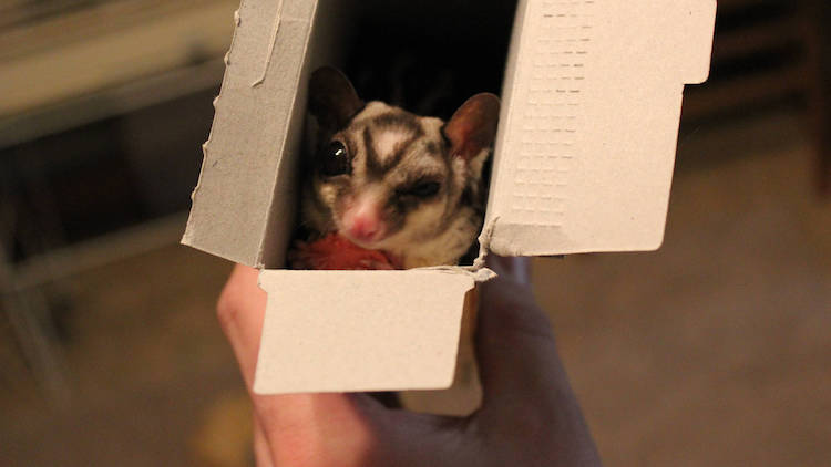 When to Feed Your Pet Sugar Glider