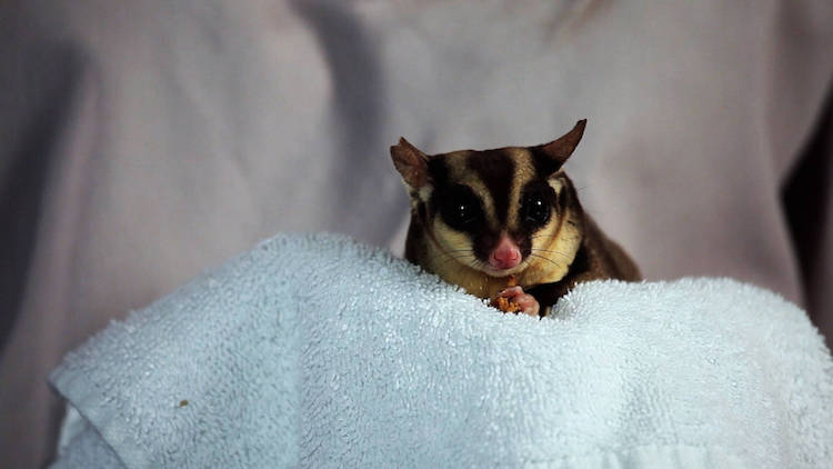 What to Do If Pet Sugar Glider Is Not Eating