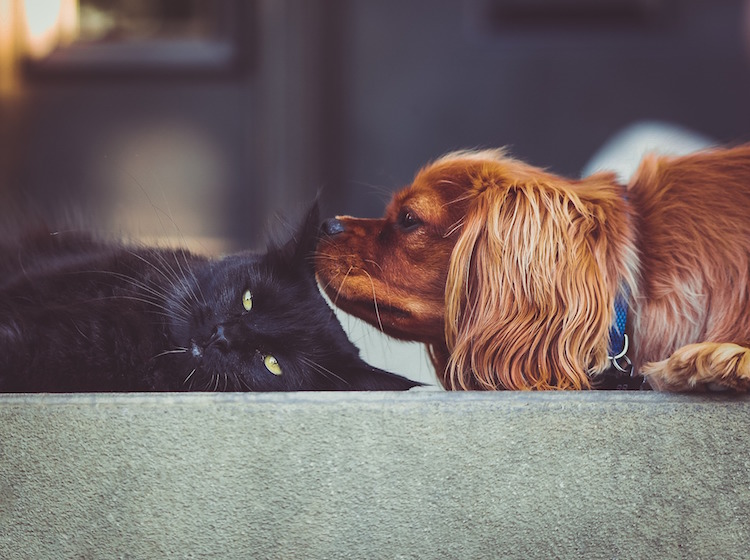 The benefits of socializing your pet