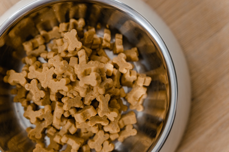 What Makes Senior Dog Food Different?