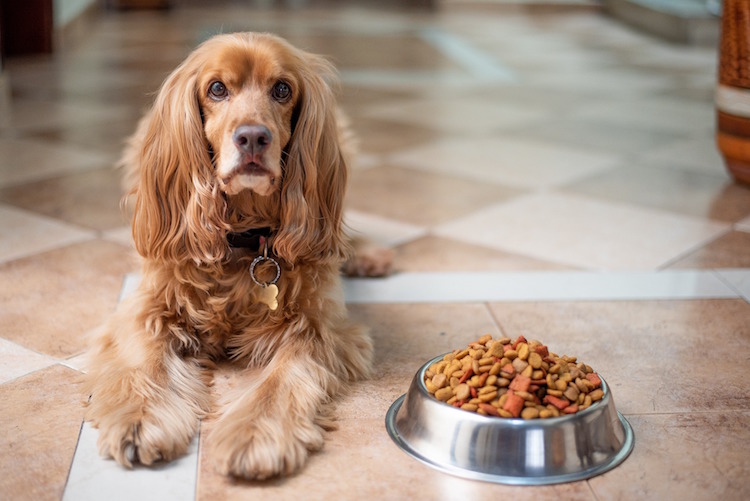 Choosing the Right Senior Dog Food