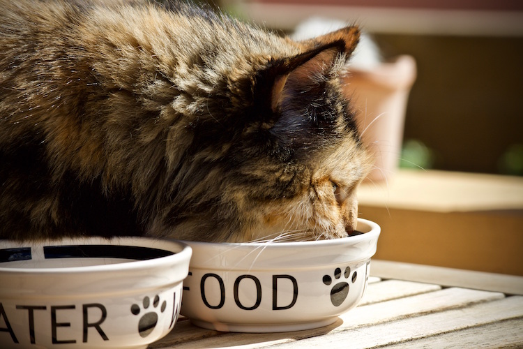 Importance of Food Enrichment in Pet Food