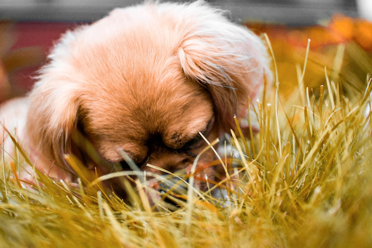 Why Do Dogs And Cats Eat Grass