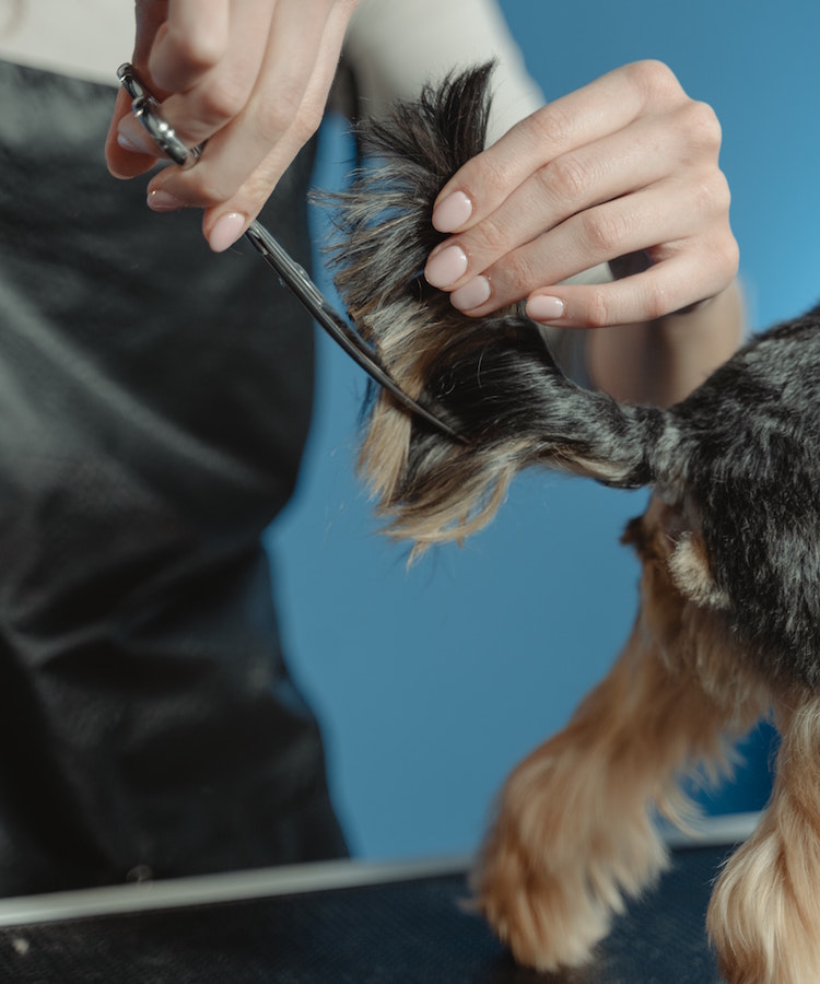 Why Pet Grooming Is Important