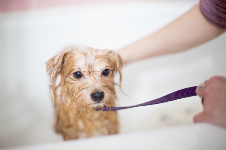 Hygiene Pet Grooming Service