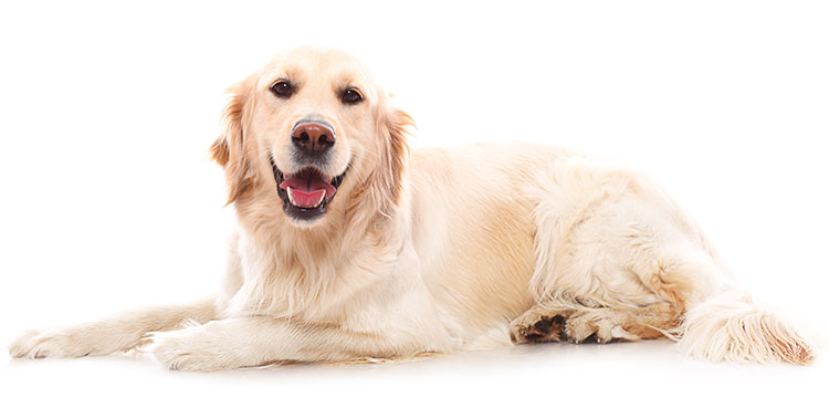 8 Tips for Healthy Dog Skin and Coat