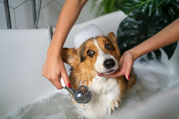 8 Tips for Healthy Dog Skin and Coat