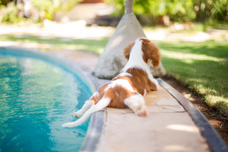 Guide on Swimming Pool Safety for Dogs