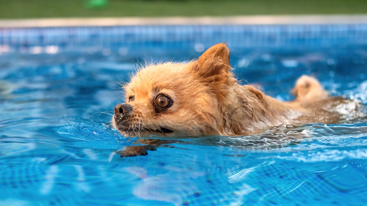 Guide on Swimming Pool Safety for Dogs