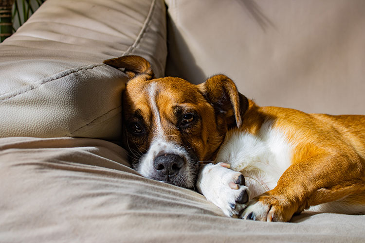 How to Help Your Dog Cope with Fireworks Anxiety