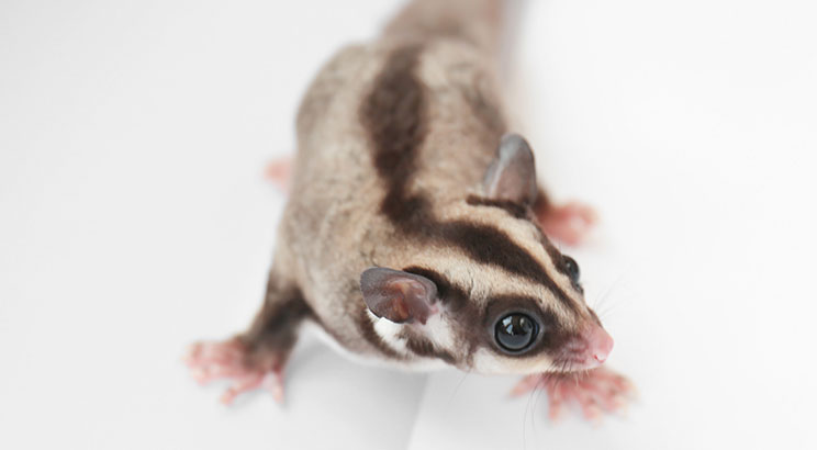 Stroke in Pet Sugar Gliders: Signs and Prevention