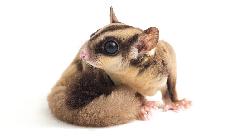 Stroke in Pet Sugar Gliders: Signs and Prevention
